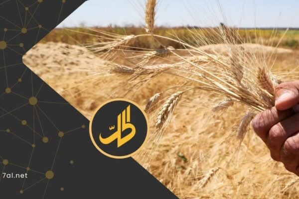 قرار مفاجئ يوقف سماد اليوريا: موسم القمح السوري في خطر