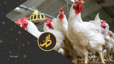 خسائر في قطاع الدواجن تؤرق موائد السوريين.. ما قصة البيض المهرب؟