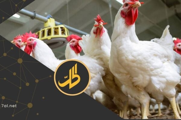 خسائر في قطاع الدواجن تؤرق موائد السوريين.. ما قصة البيض المهرب؟