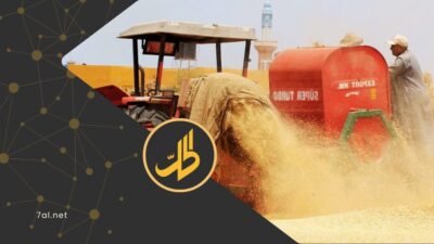 “القمح السوري” بين التسعيرة الحكومية وكلفة الإنتاج.. كم يبلغ السعر العادل؟