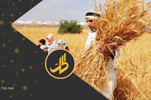 “رزق الفلاح” تحت الضغط.. لماذا أشعلت تسعيرة القمح الجديدة غضب المزارعين السوريين؟