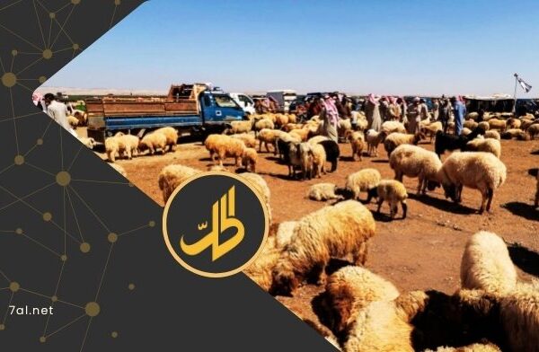مربو المواشي يشتكون.. “عاصمة العواس” الحموية في خطر