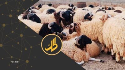 بسبب التصدير للخليج.. لا أضاحي هذا العيد في سوريا