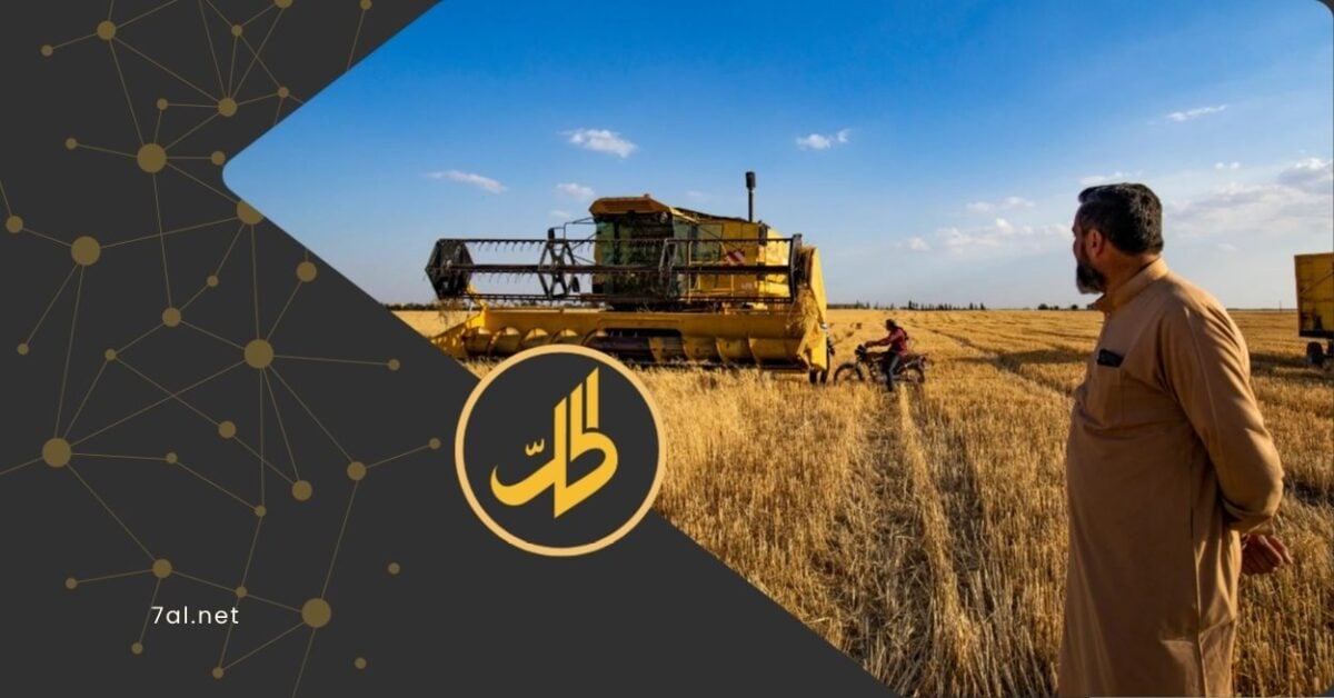 9 آلاف ليرة إضافية للطن.. هل تكفي لحل أزمة القمح في سوريا؟
