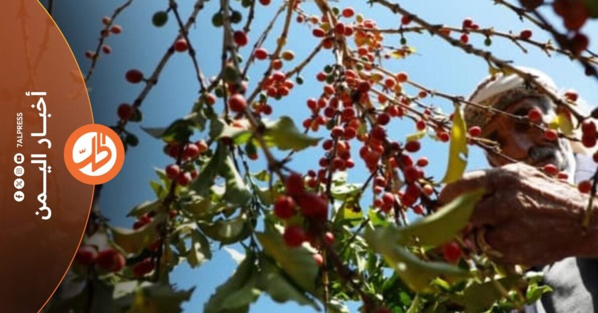 شهد قطاع البن في اليمن، تحولاً لافتاً مع اتساع رقعة زراعته وارتفاع الطلب عليه محلياً وخارجياً، في وقت يتزايد فيه الاعتماد عليه كمصدر دخل لآلاف الأسر، وسط مساعِ لإعادة الاعتبار للمحصول التاريخي الذي ارتبط باسم اليمن لعقود.