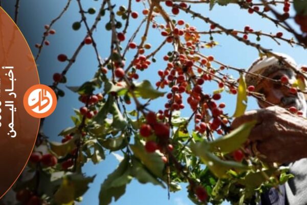 توسع زراعة البن في اليمن.. هل ينجح في مزاحمة القات؟
