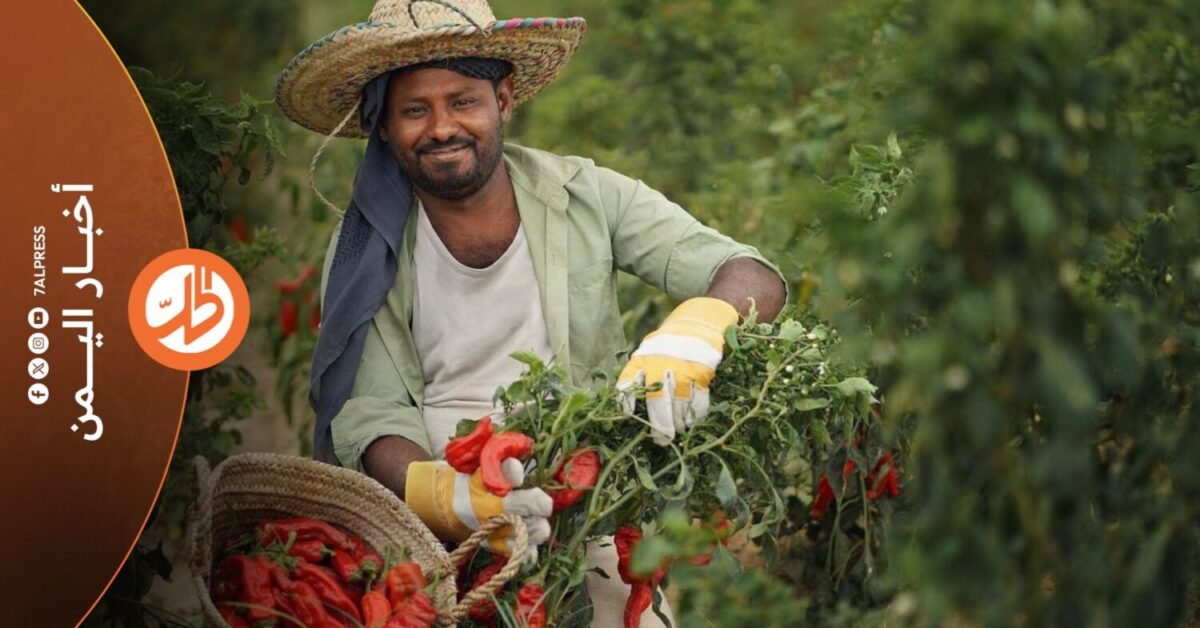 مشروع دولي في اليمن لمواجهة أزمة الغذاء وتقليص الفاقد الزراعي