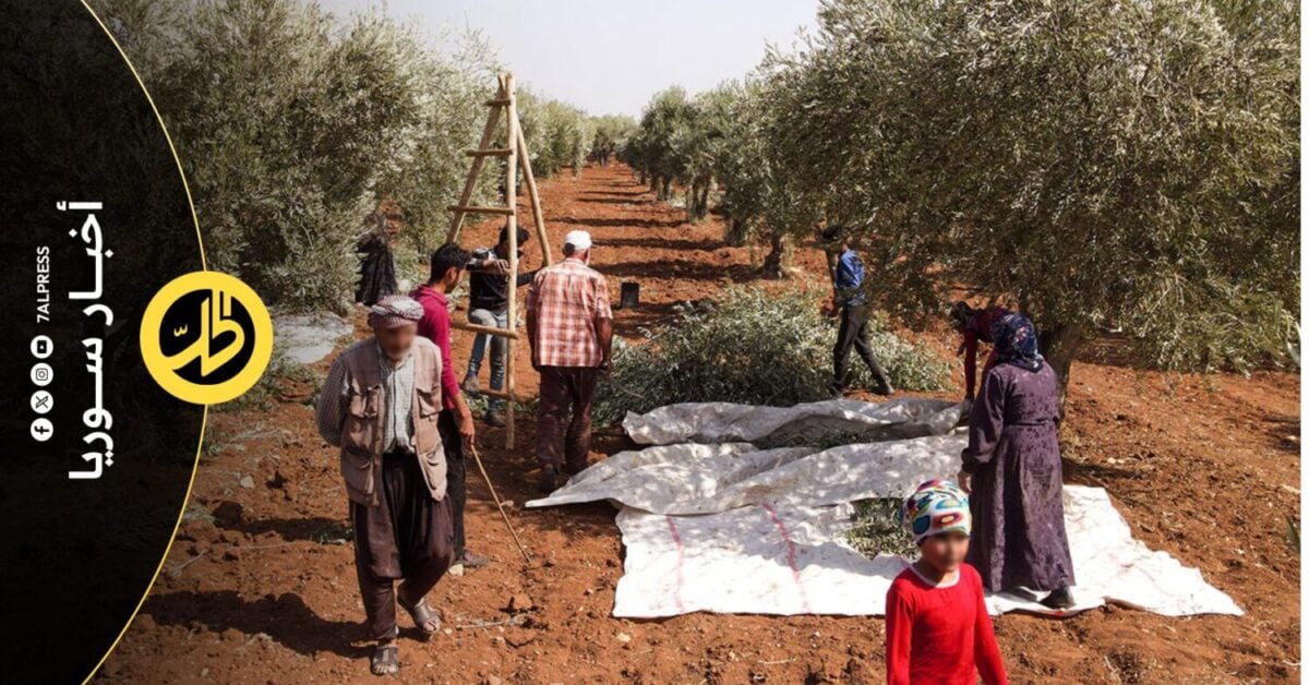 الصندوق السيادي السوري يطالب مزارعي جنديرس بـ35% من المواسم