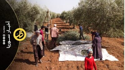 الصندوق السيادي السوري يطالب مزارعي جنديرس بـ35% من المواسم