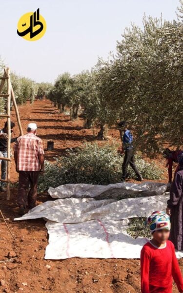 الصندوق السيادي السوري يطالب مزارعي جنديرس بـ35% من المواسم