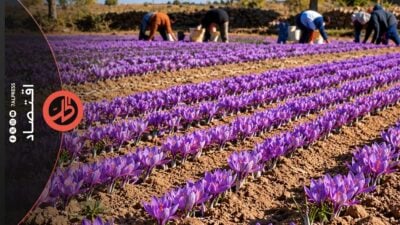 موسم الزعفران السوري.. زراعة محدودة وسوق واعدة