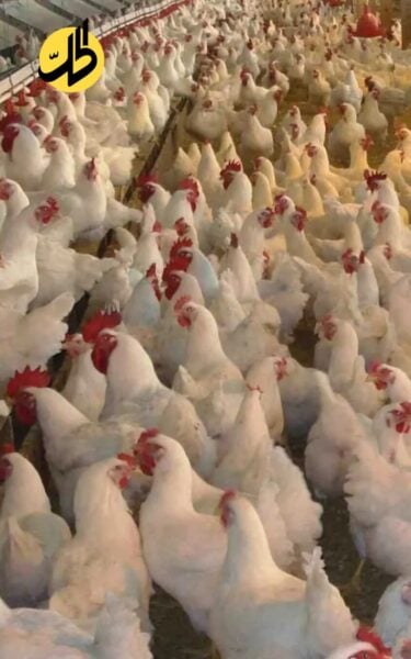 خسائر ونفوق في قطاع الدواجن.. مطالب بضبط الاستيراد ودعم الإنتاج المحلي